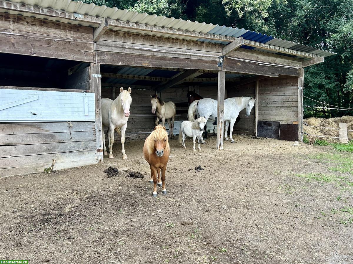 Bild 6: Biete Weide / Pensionsplätze im Burgund, Frankreich