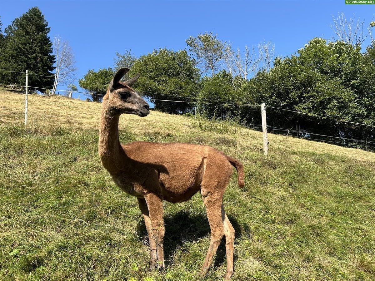 Lama Stute, 2-jährig zu verkaufen