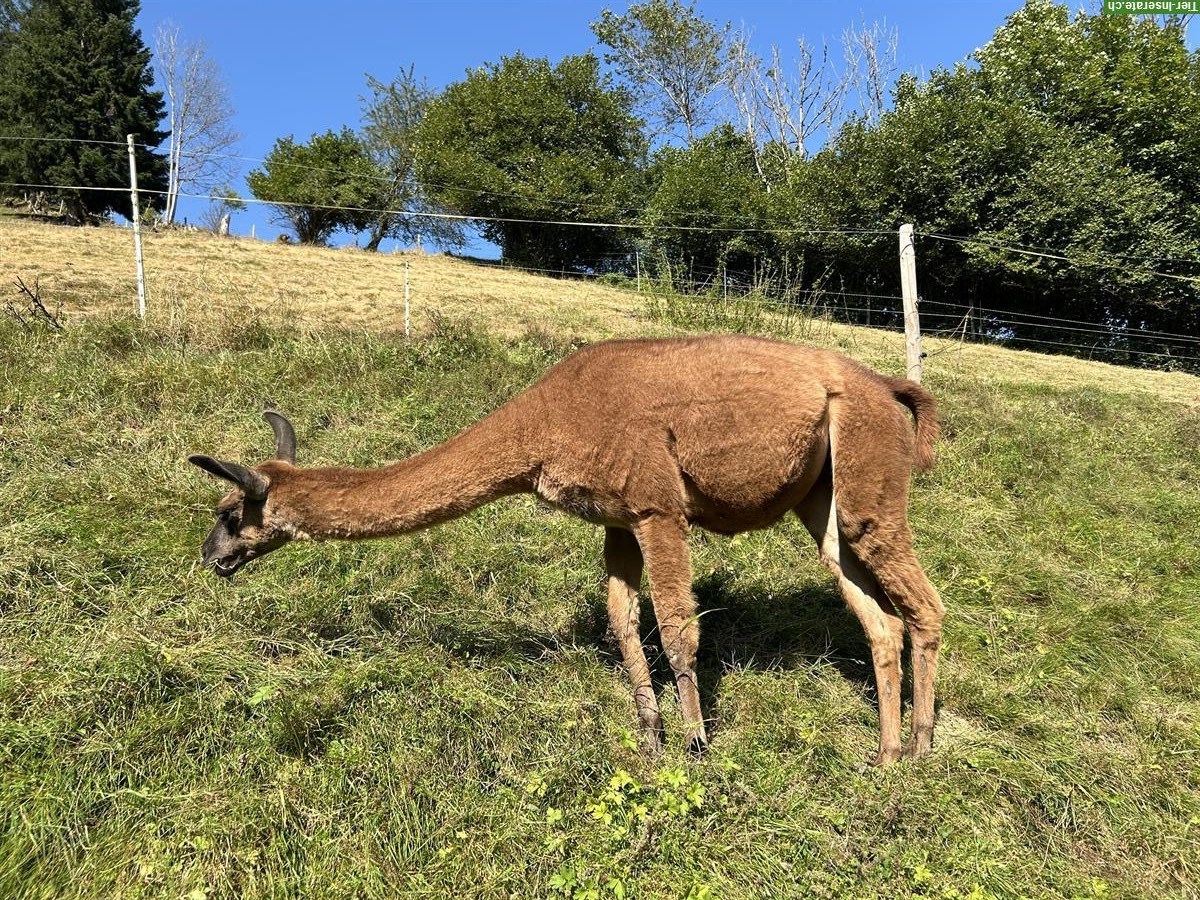 Bild 2: Lama Stute, 2-jährig zu verkaufen