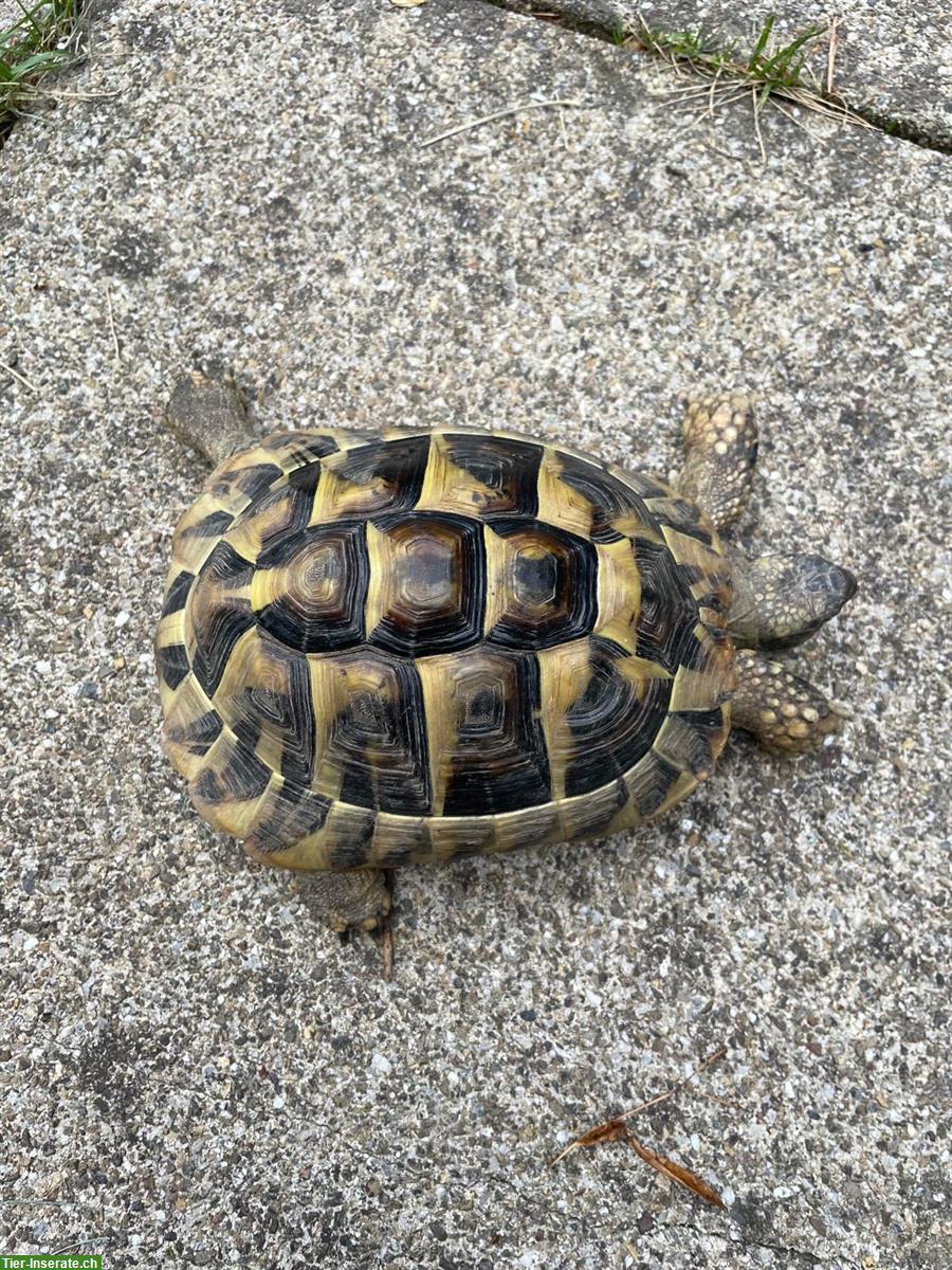 Schöne 6-jährige Griechische Landschildkröten abzugeben