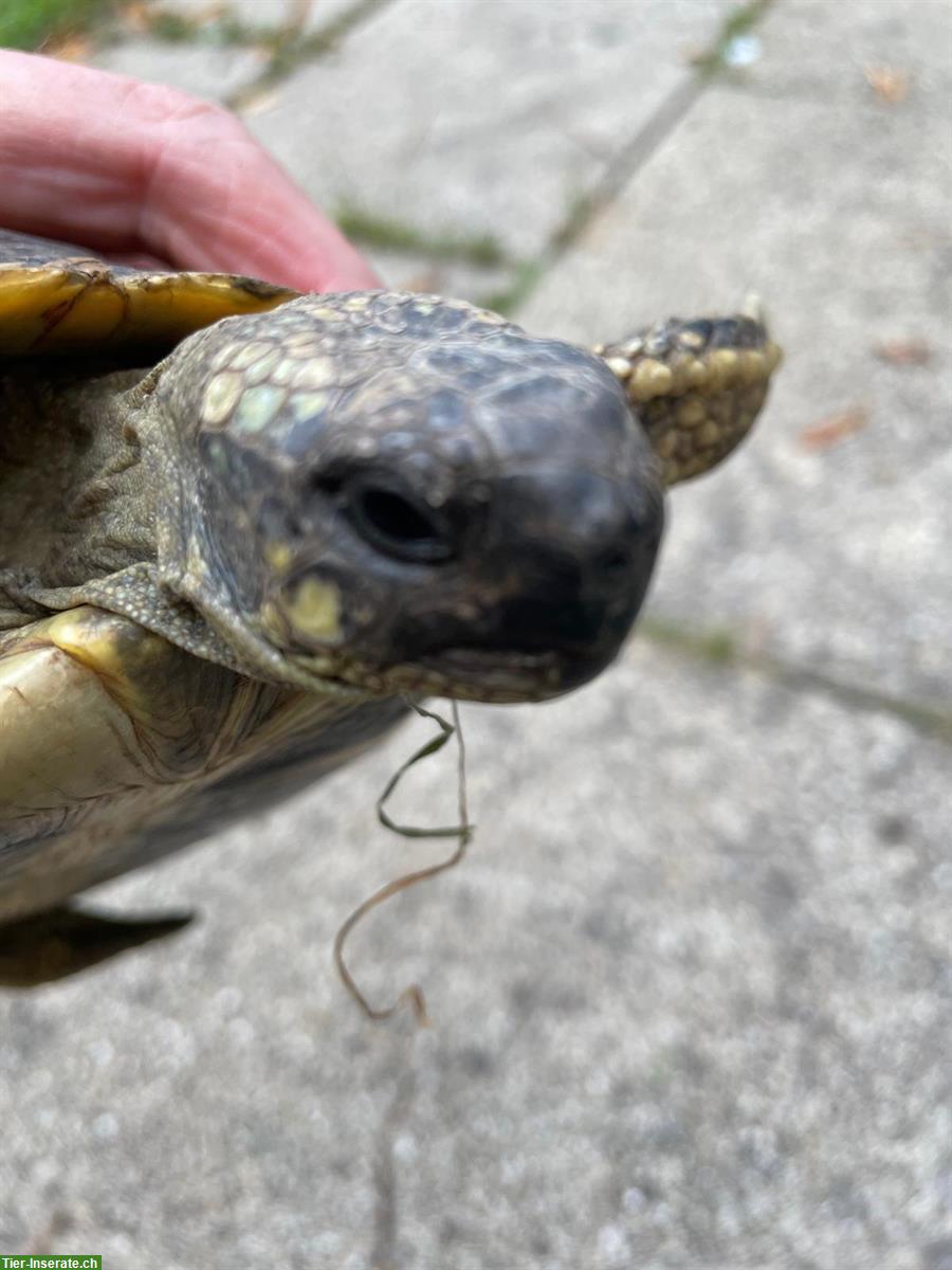 Bild 2: Schöne 6-jährige Griechische Landschildkröten abzugeben