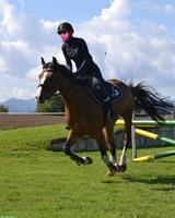 Reitbeteiligung für Tschechische Warmblut Stute