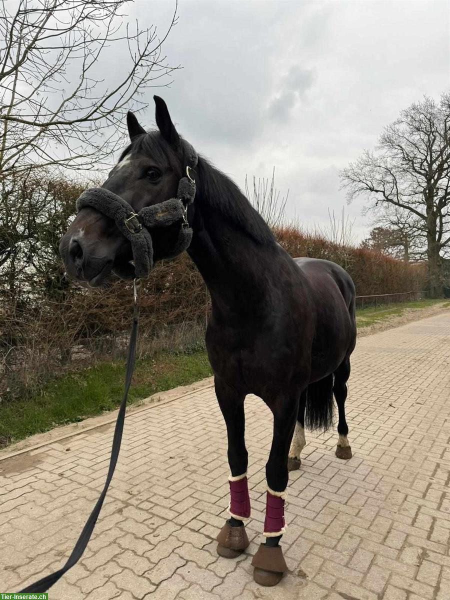 Bild 2: 11-jähriger Oldenburger Wallach von Balou du Rouet