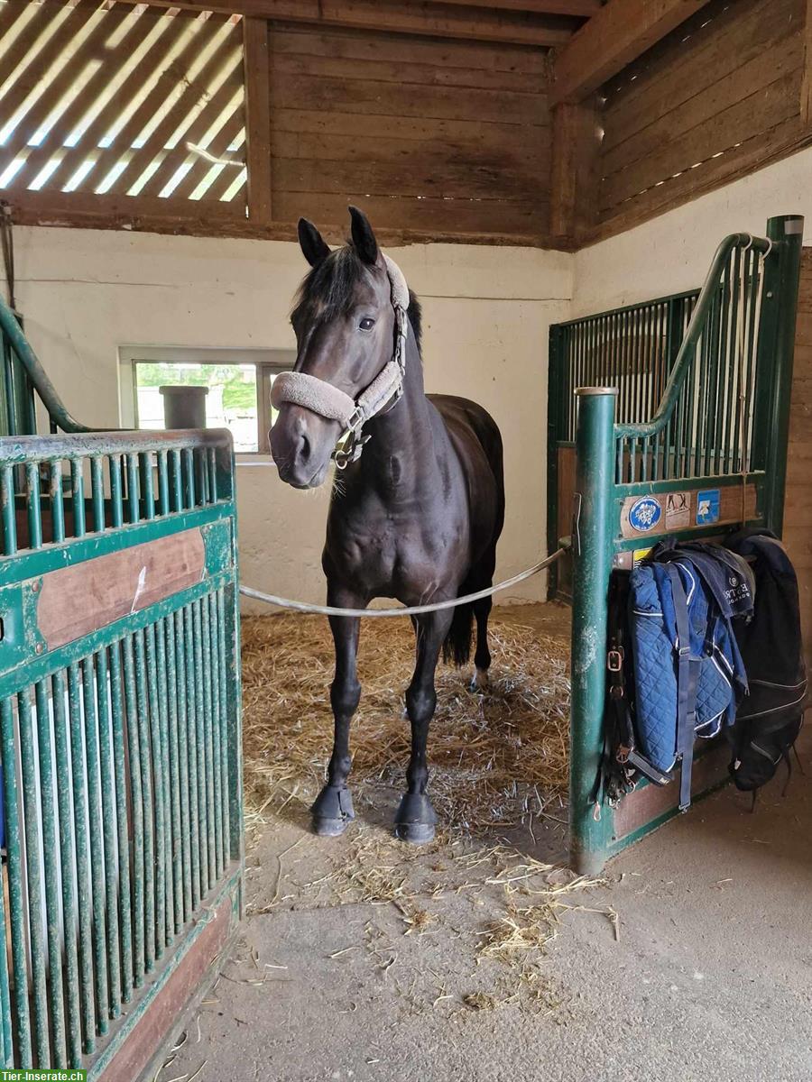 Bild 3: 11-jähriger Oldenburger Wallach von Balou du Rouet