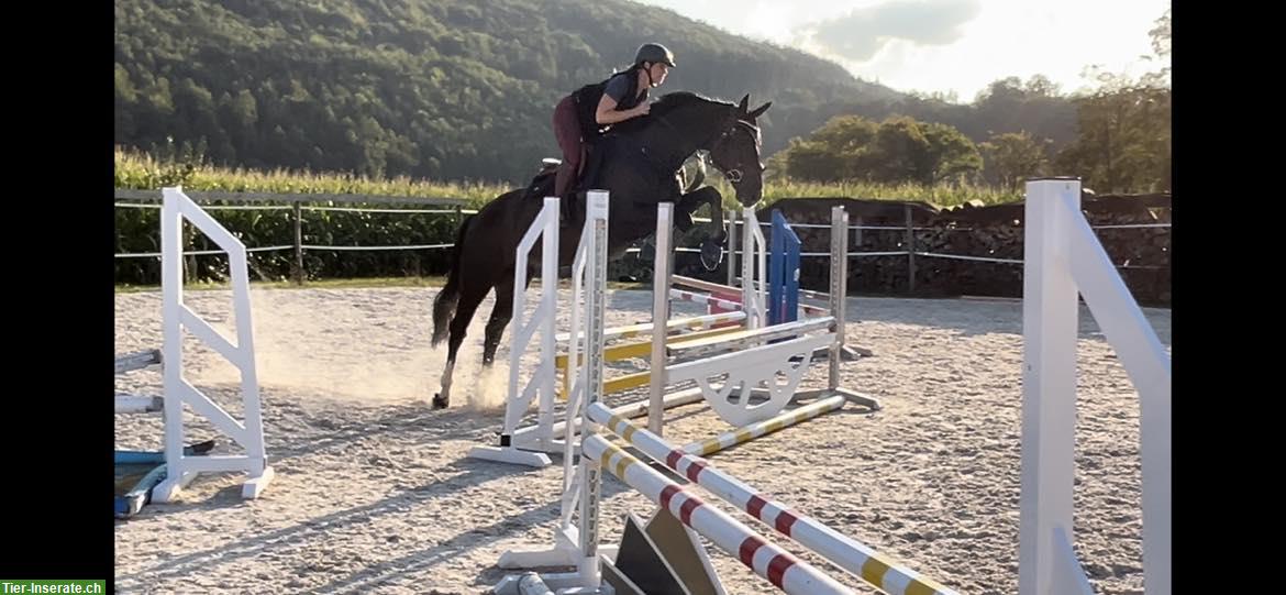 Bild 5: 11-jähriger Oldenburger Wallach von Balou du Rouet