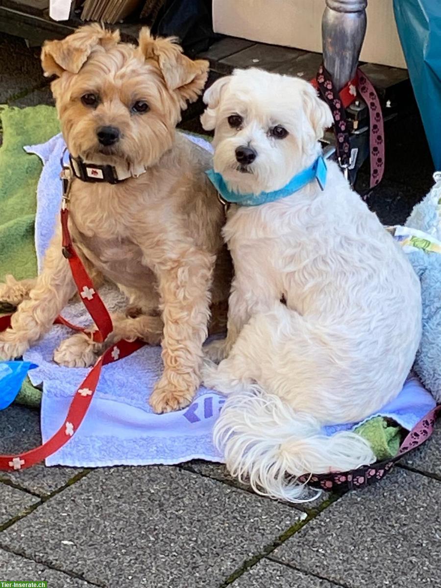 2 liebenswerte Malteser + Yorkshire Hunde abzugeben