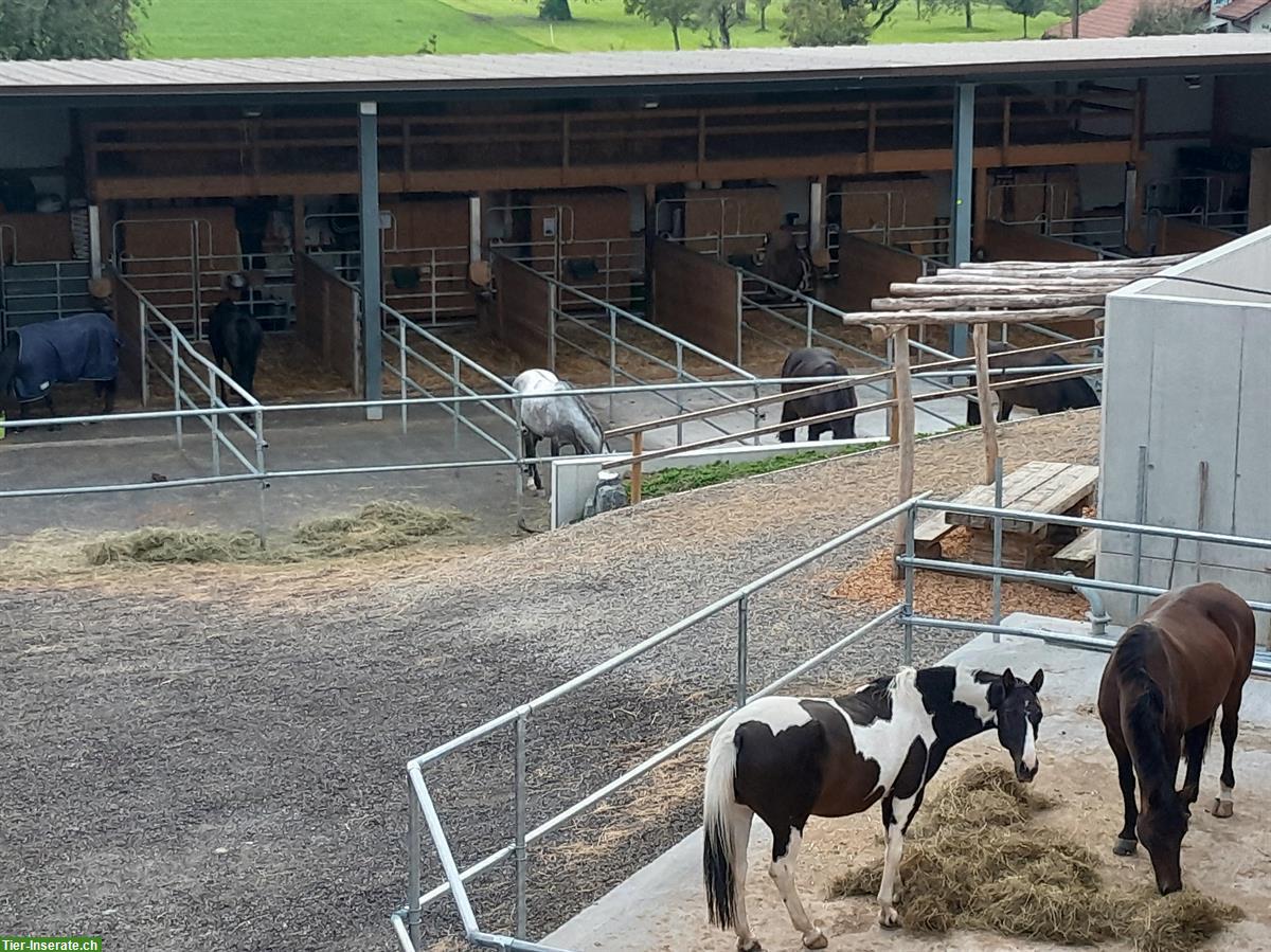 Auslaufboxen zu vermieten im Luzerner Seetal