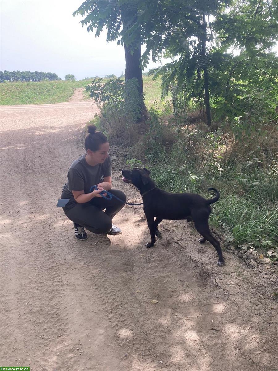 Bild 4: Agora, ein AmStaff Mix Rüde aus dem Tierschutz