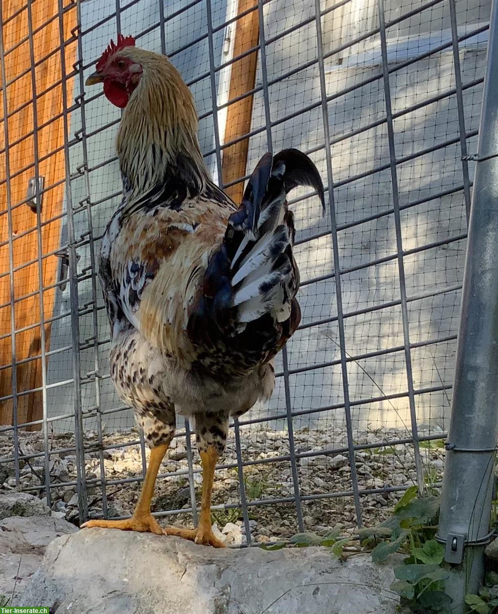 Bild 4: Schwedischer Blumenhahn im Kanton Schaffhausen sucht Henne