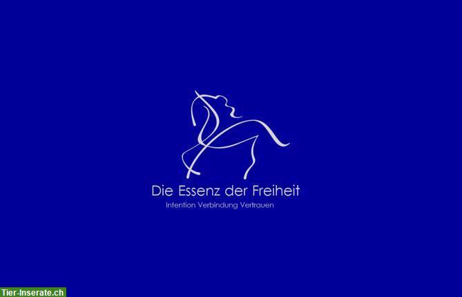 Die Essenz der Freiheit - Mit Herz & Verstand für dein Pferd und dich