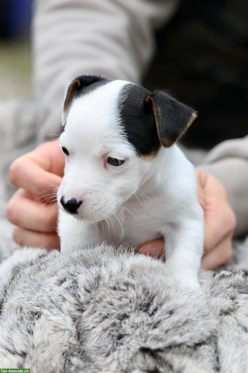 Bild 10: Jack Russell Welpen, reinrassig, kurzhaar