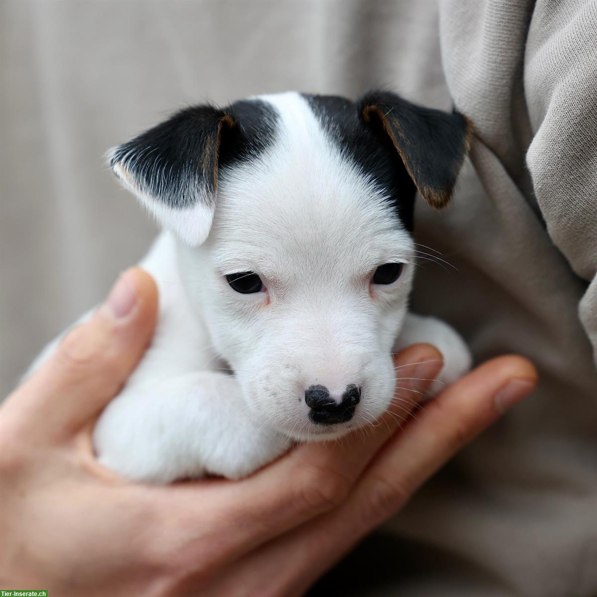 Bild 6: Jack Russell Welpen, reinrassig, kurzhaar