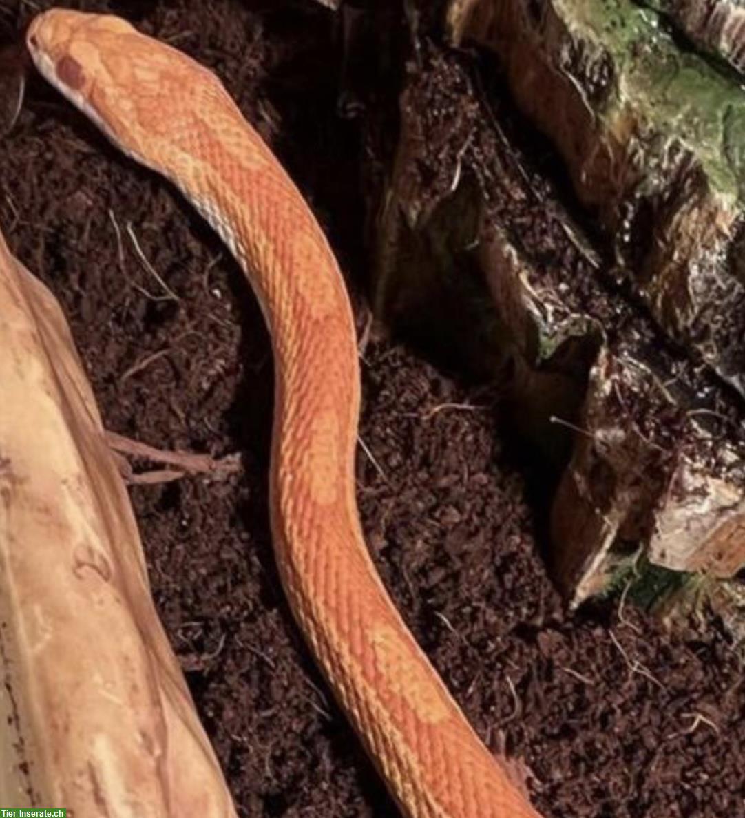 Kornnatter Männchen Amel Motley het. Hypo, caramel, bloodred