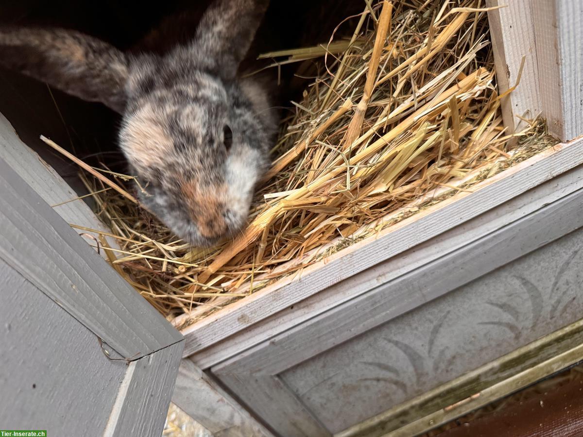 Bild 2: 2 Zwergkaninchen weiblich zu verschenken