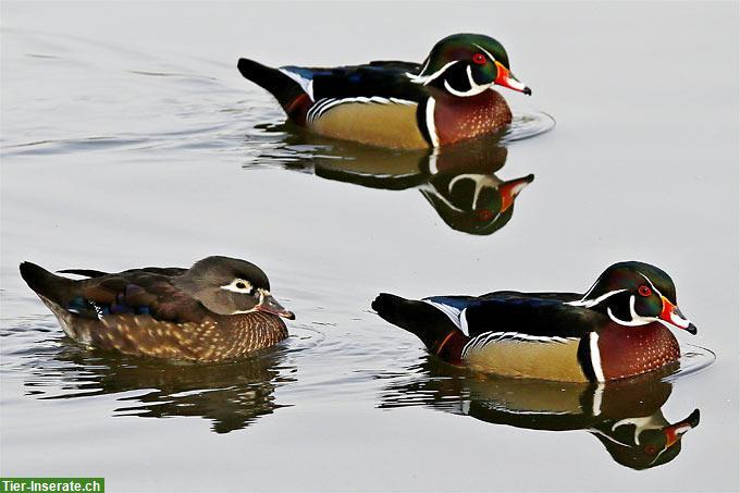 Bild 2: Zierenten und Gänse abzugeben