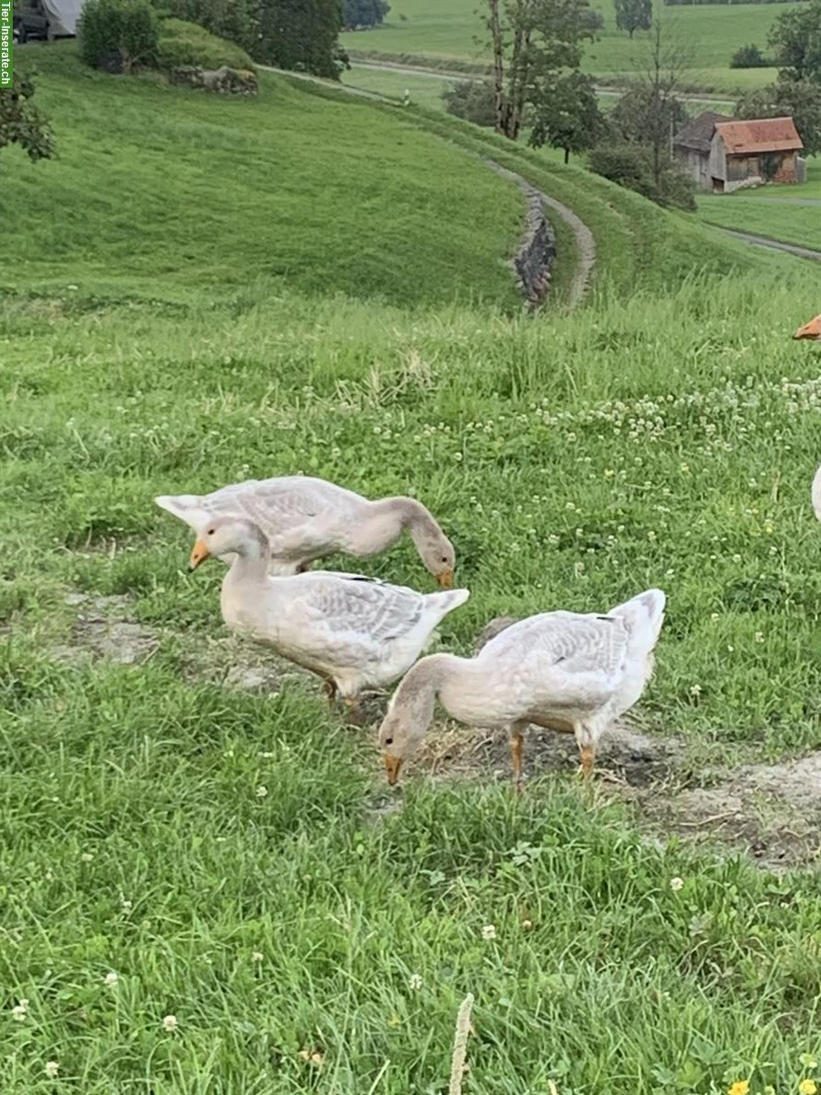 Bild 3: Zierenten und Gänse abzugeben