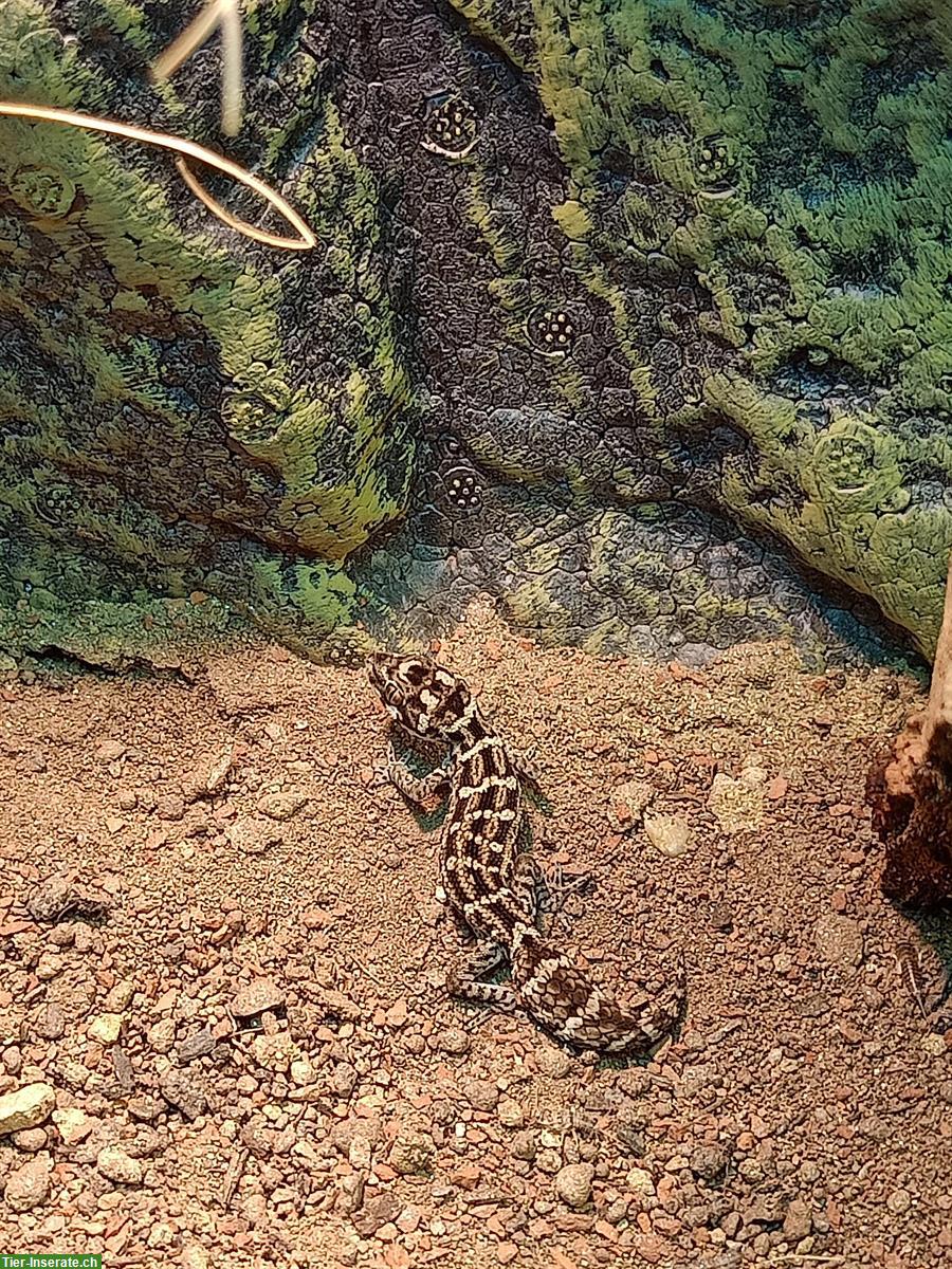 Junge Rübenschwanz-Viperngecko abzugeben