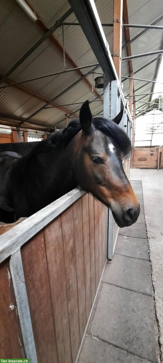 Biete Reitbeteiligung - Pferd sucht Mensch