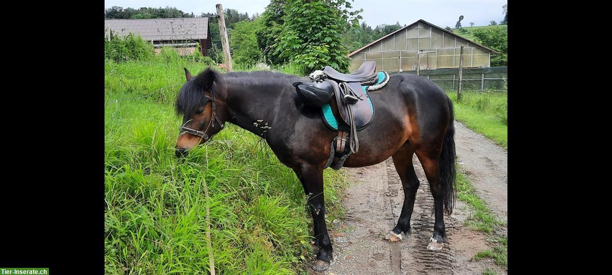 Bild 2: Biete Reitbeteiligung - Pferd sucht Mensch