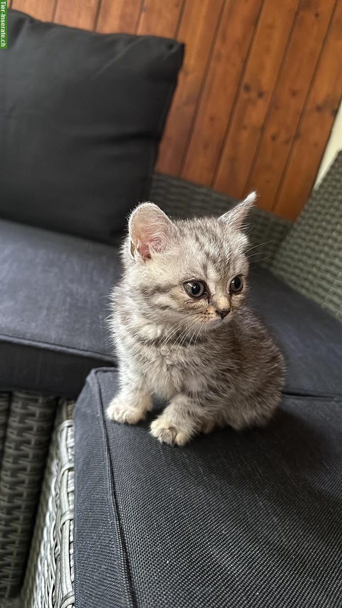 Bild 3: BKH Katzenbaby, Weibchen, 8 Wochen, reinrassig