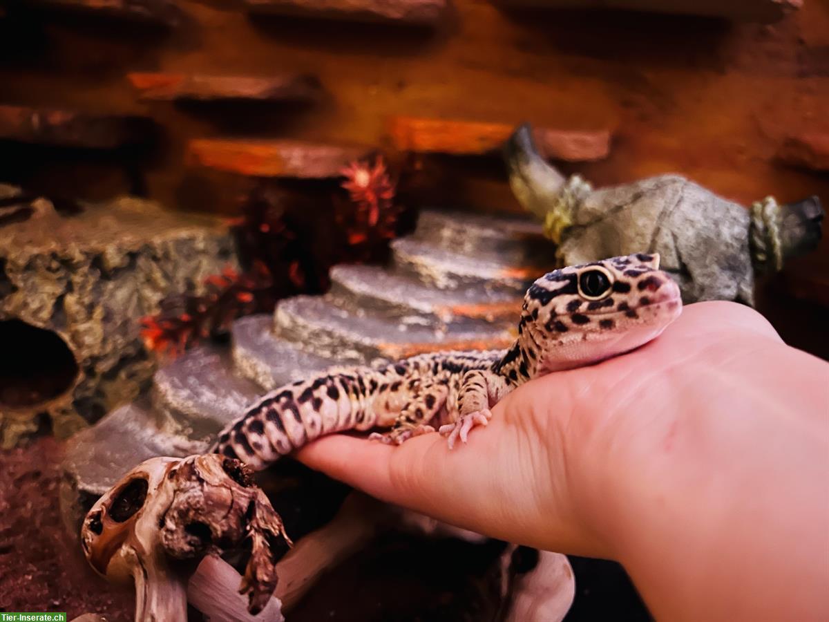 Leopardgecko Pärchen + Terrarium und Zubehör