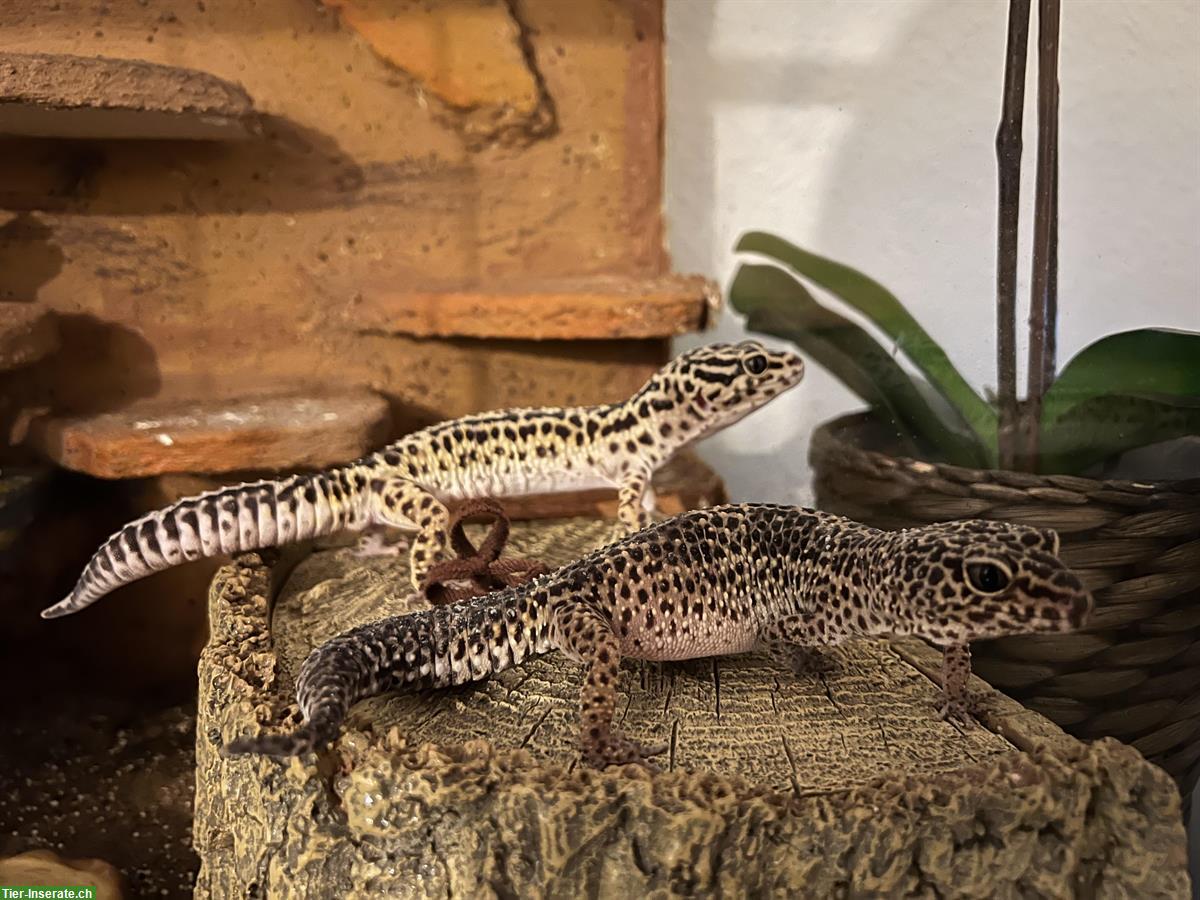 Bild 2: Leopardgecko Pärchen + Terrarium und Zubehör