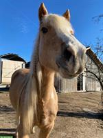 Pflege-/Reitbeteiligung für Welsh Cob in Urswil LU