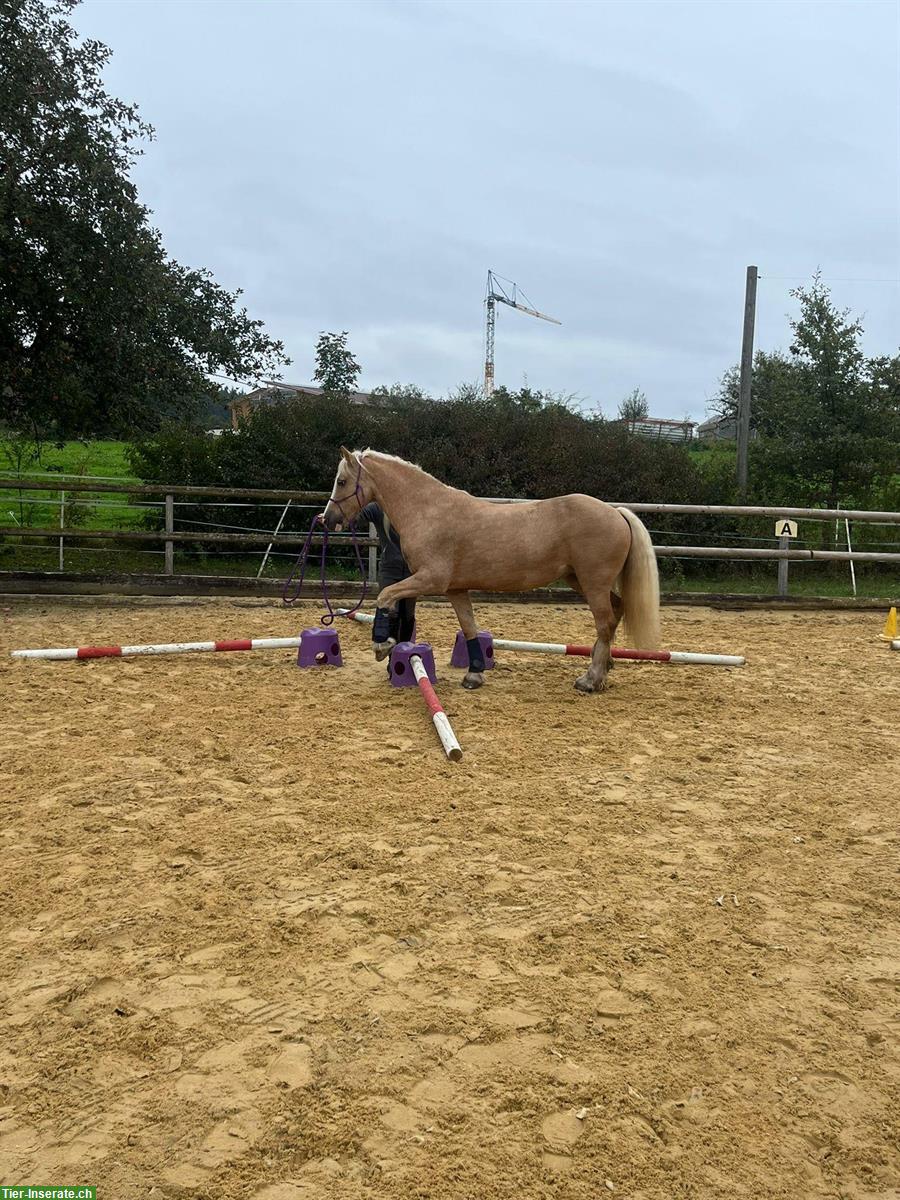 Bild 2: Pflege-/Reitbeteiligung für Welsh Cob in Meggen LU / Merlischachen SZ