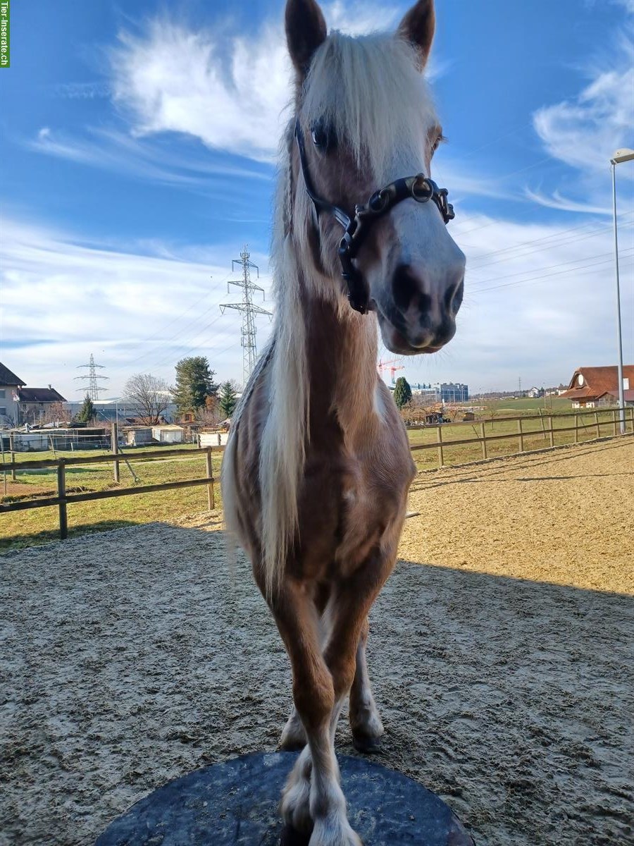 Bild 3: Pflege-/Reitbeteiligung für Welsh Cob in Meggen LU / Merlischachen SZ