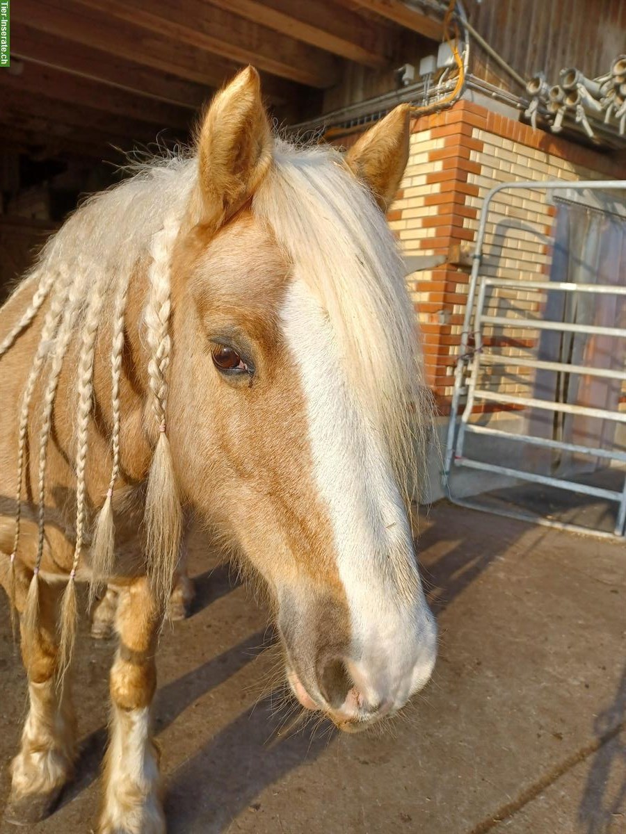 Bild 4: Pflege-/Reitbeteiligung für Welsh Cob in Urswil LU