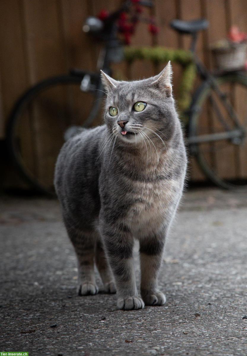 Bild 2: 2 Kätzinnen & 1 Kater suchen einen guten Platz