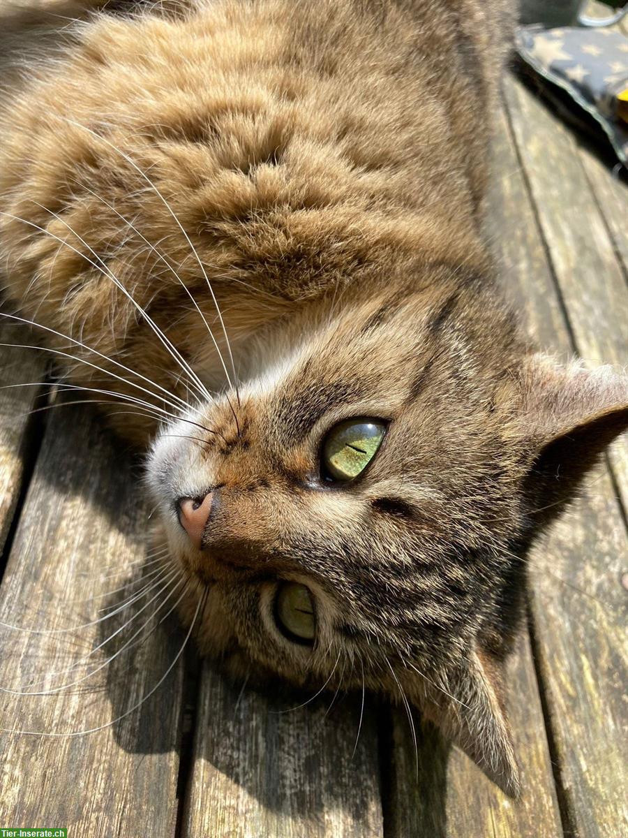 Bild 3: 2 Kätzinnen & 1 Kater suchen einen guten Platz