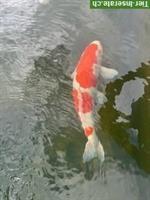 Teichumbau: Koi Fische zum Verkauf