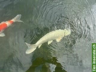 Bild 2: Teichumbau: Koi Fische zum Verkauf