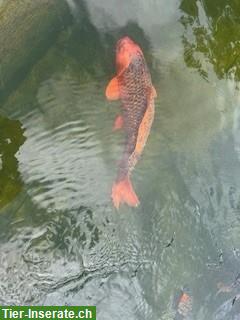 Bild 3: Teichumbau: Koi Fische zum Verkauf