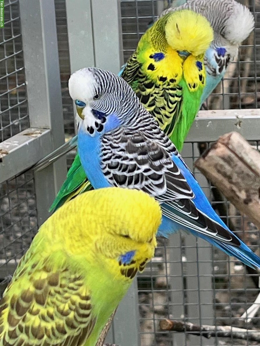 Schöne Wellensittiche in intensiven Farben