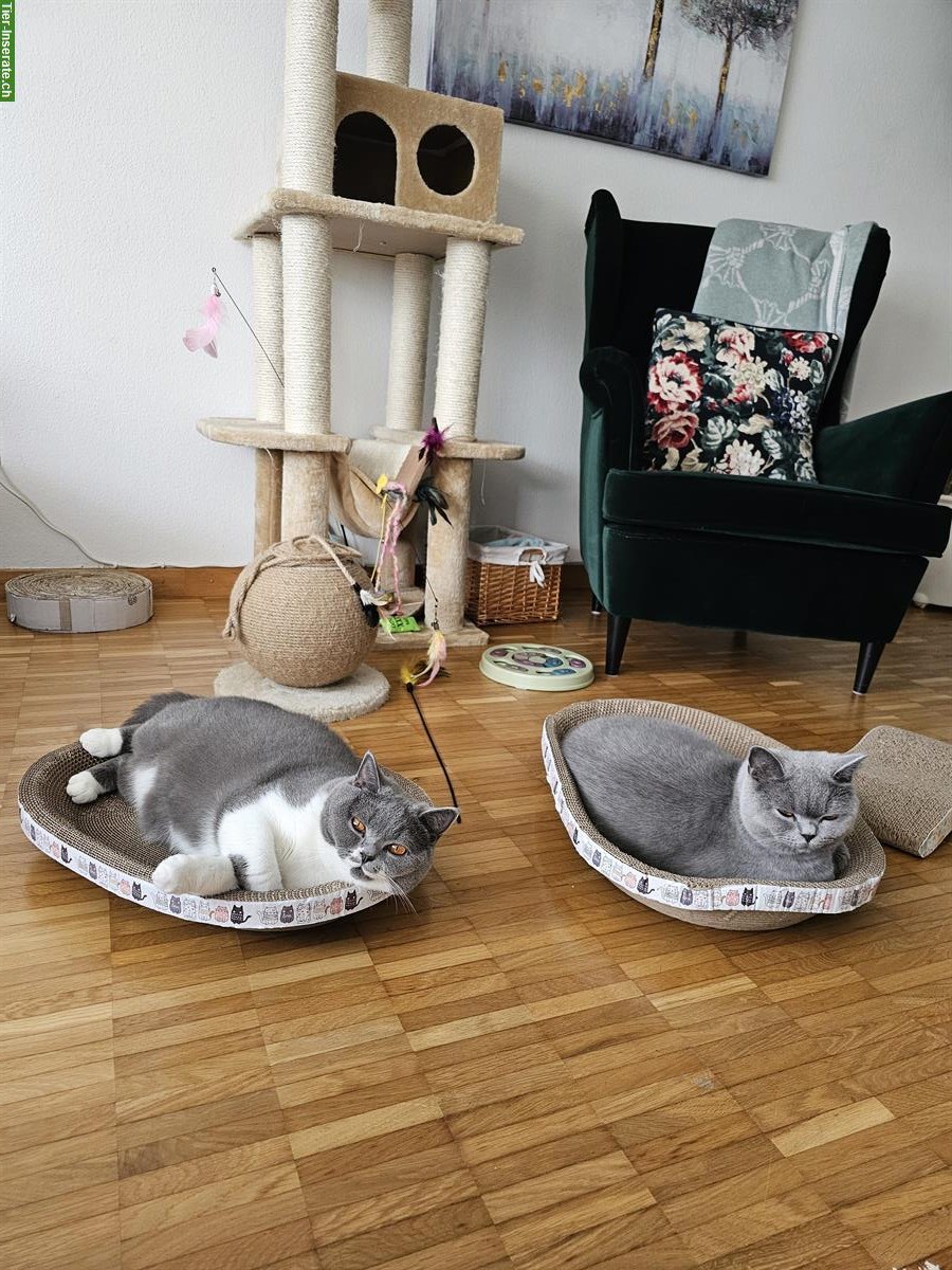 Bild 3: BKH Katzen Maya & Mila suchen liebes Zuhause