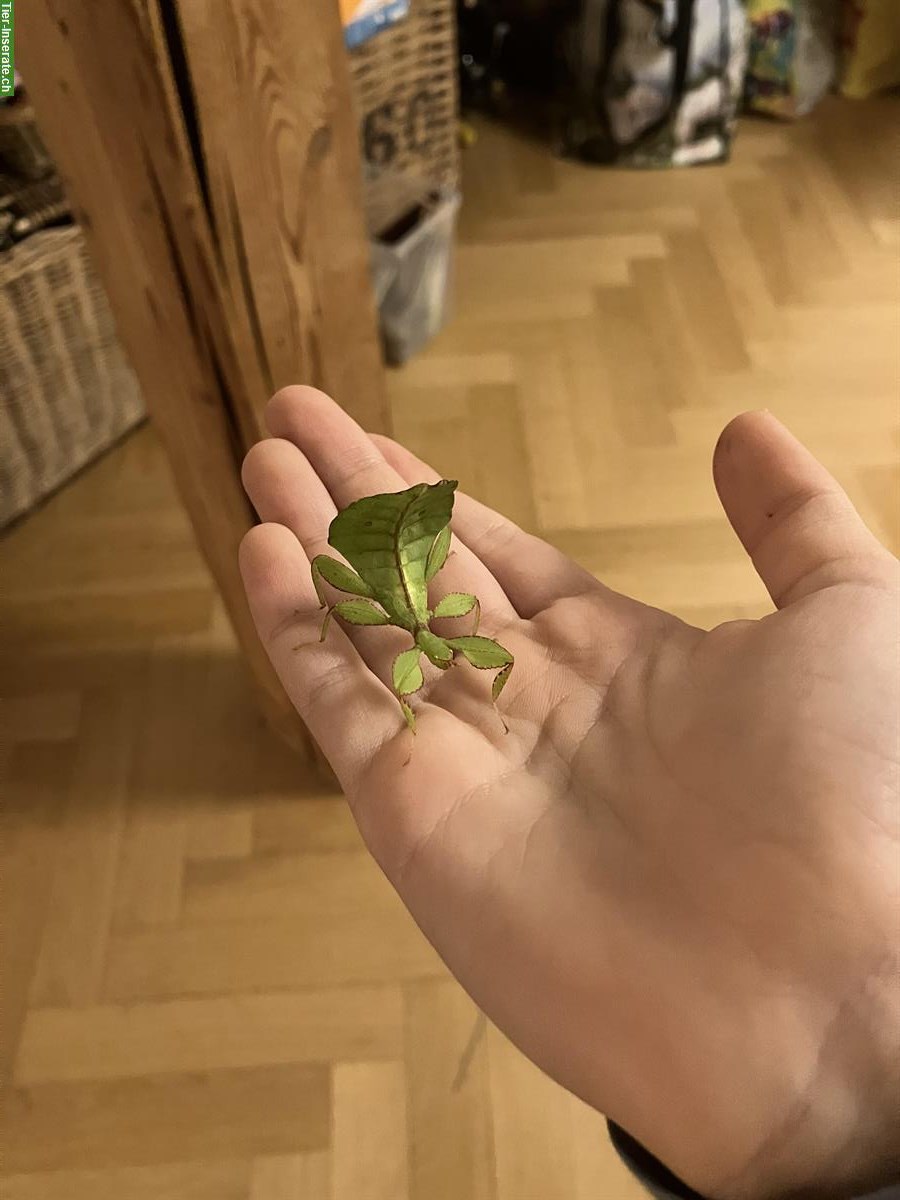 Bild 3: Wandelnde Blätter Jungtiere aus eigener Zucht