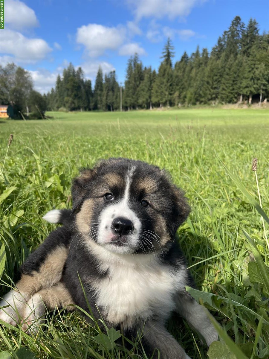 Berner Sennenhund Mischlingswelpen, Hündin