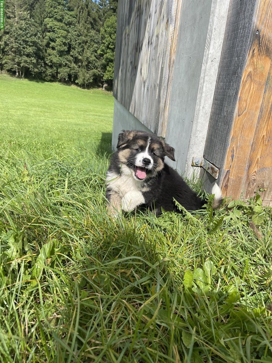 Bild 4: Berner Sennenhund Mischlingswelpen, Hündin