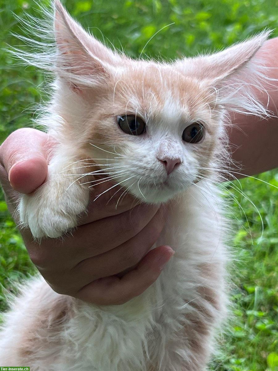 2 Maine Coon Katerchen abzugeben