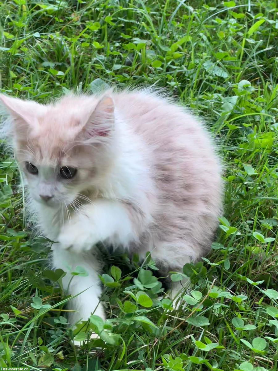 Bild 2: 2 Maine Coon Katerchen abzugeben