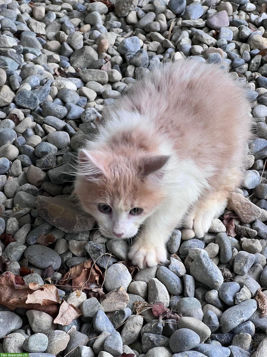 Bild 3: 2 Maine Coon Katerchen abzugeben