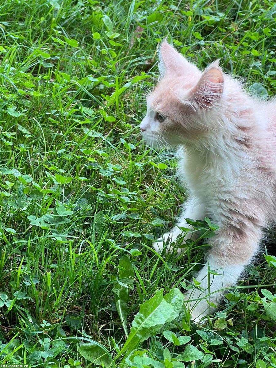 Bild 5: 2 Maine Coon Katerchen abzugeben