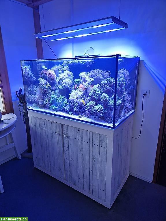 Meerwasseraquarium 120x60x60cm komplett zu verkaufen