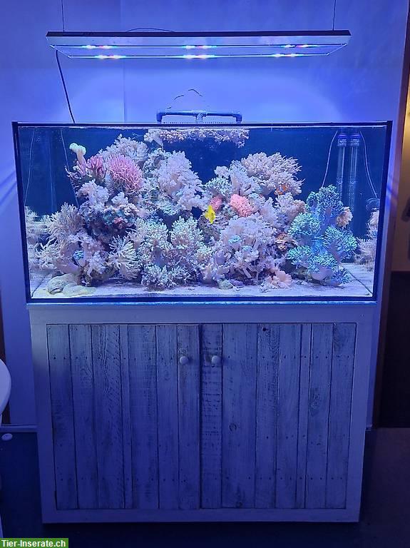 Bild 2: Meerwasseraquarium 120x60x60cm komplett zu verkaufen