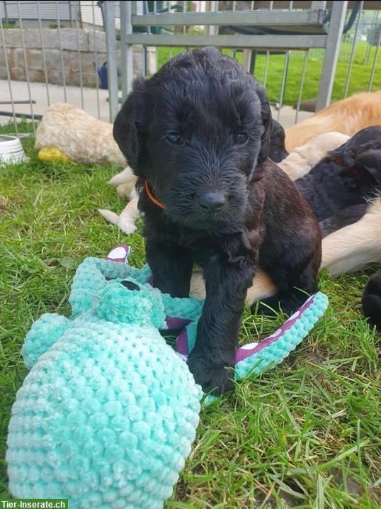 Bild 2: Wundervolle Goldendoodle Welpen in schwarz