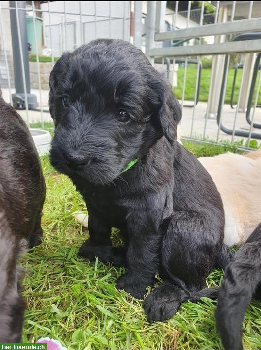 Bild 3: Wundervolle Goldendoodle Welpen in schwarz