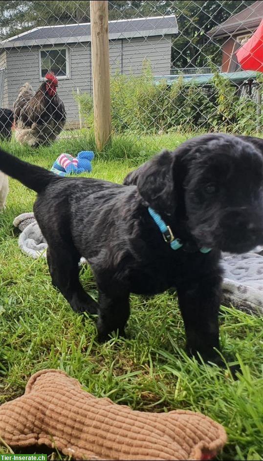 Bild 5: Wundervolle Goldendoodle Welpen in schwarz