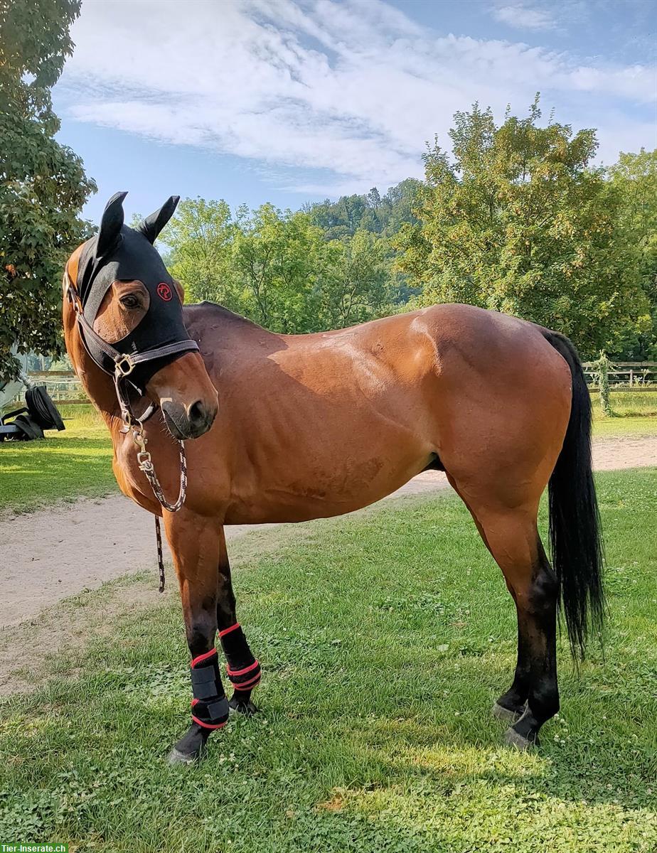 15-jähriges Polopony sucht schönes Plätzchen als Freizeitpferd